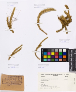 Huperzia selago (L.) Bernh.