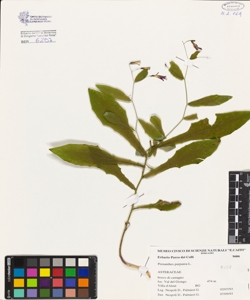 Prenanthes purpurea L.