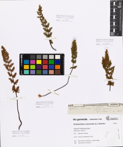 Cheilanthes marantae (L.) Domin.