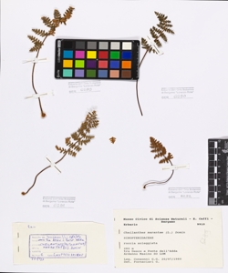 Cheilanthes marantae (L.) Domin.