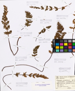 Cheilanthes marantae (L.) Domin.