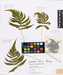 Phegopteris polypodioides F¿e