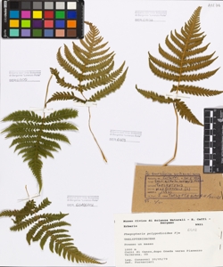Phegopteris polypodioides F¿e