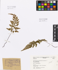 Asplenium adiantum-nigrum L.