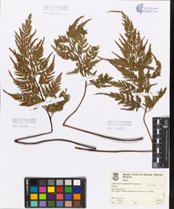Asplenium adiantum-nigrum L.