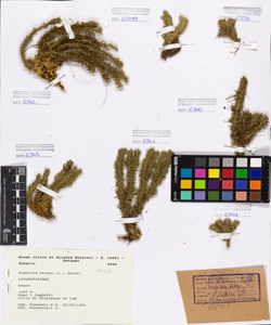 Huperzia selago (L.) Bernh.