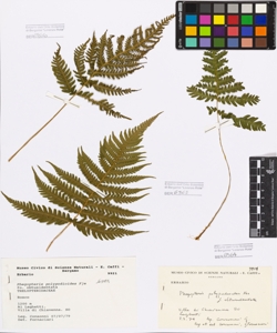 Phegopteris polypodioides F¿e fo. obtusidentata
