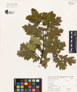 Quercus robur L.