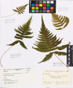 Phegopteris polypodioides F¿e