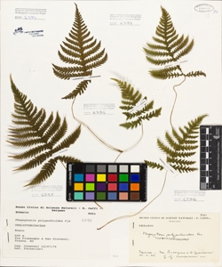 Phegopteris polypodioides F¿e