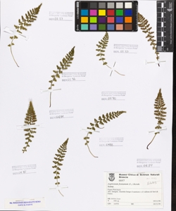 Asplenium fontanum (L.) Bernh.