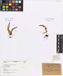 Asplenium viride Hudson fo. incisum