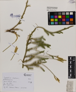 Lycopodium clavatum L.