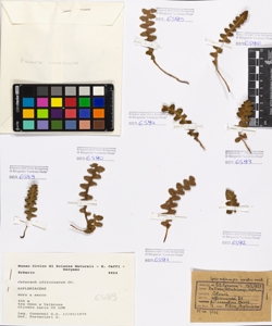 Ceterach officinarum DC.