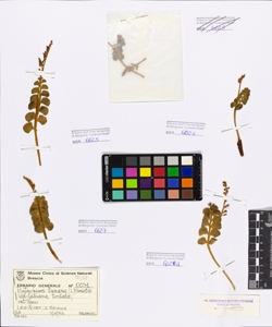 Botrychium lunaria (L.) Swartz