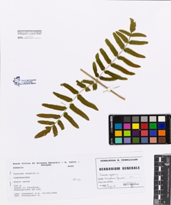Osmunda regalis L.