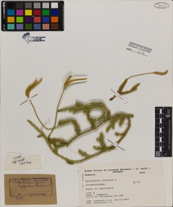 Lycopodium clavatum L.