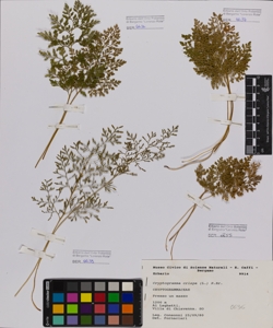 Cryptogramma crispa (L.) R.Br.
