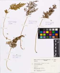 Cryptogramma crispa (L.) R.Br.