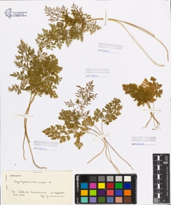 Cryptogramma crispa (L.) R.Br.