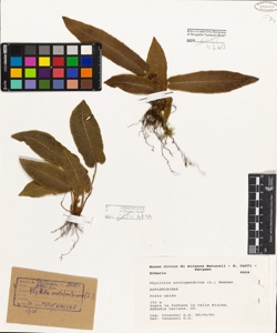 Phyllitis scolopendrium (L.) Newman