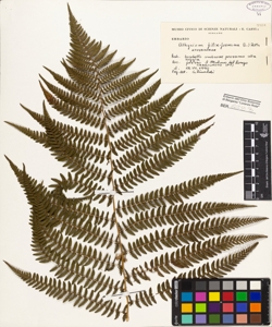 Athyrium filix-foemina (L.) Roth