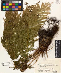 Athyrium filix-foemina (L.) Roth
