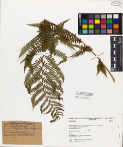 Athyrium filix-foemina (L.) Roth