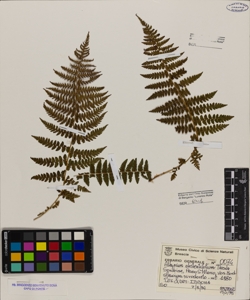 Athyrium distentifolium Tausch