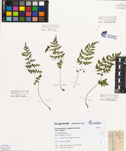 Cystopteris fragilis (L.) Bernh. subsp. fragilis