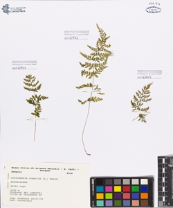 Cystopteris fragilis (L.) Bernh.