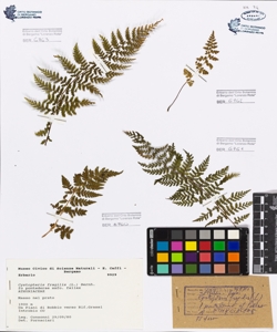 Cystopteris fragilis (L.) Bernh. fo. pontederae ssf. Fallax