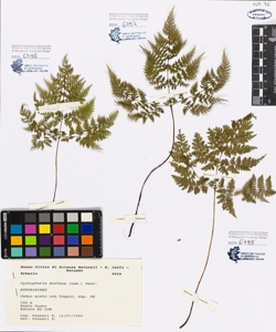 Cystopteris montana (Lam.) Desv.
