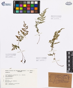 Cystopteris fragilis (L.) Bernh. fo. angustata