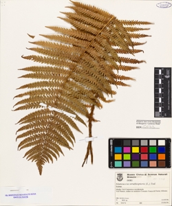 Matteuccia struthiopteris (L.) Tod.