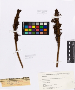 Matteuccia struthiopteris (L.) Tod.