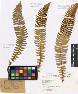Polystichum lonchitis (L.) Roth