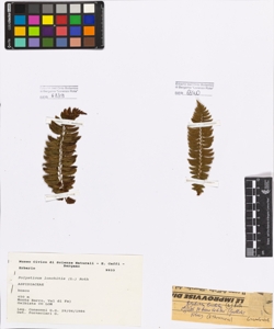 Polystichum lonchitis (L.) Roth