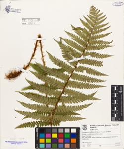 Dryopteris affinis (Love) Fr. Jenk. subsp. cambrensis Fras.-Jenk.