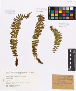 Polystichum lonchitis (L.) Roth