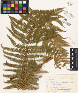 Polystichum aculeatum (L.) Roth
