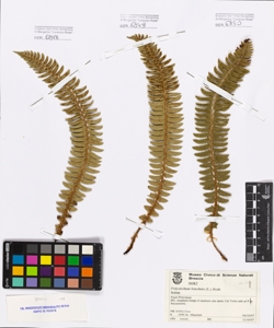 Polystichum lonchitis (L.) Roth.
