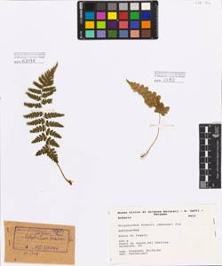 Polystichum braunii (Spenner) F¿e