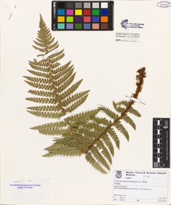 Polystichum aculeatum (L.) Roth.