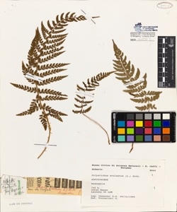 Polystichum aculeatum (L.) Roth.