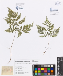 Cystopteris montana (Lam.) Desv.