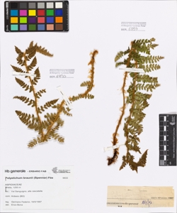 Polystichum braunii (Spenner) F¿e