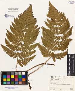 Dryopteris remota (A.Br.) Druce