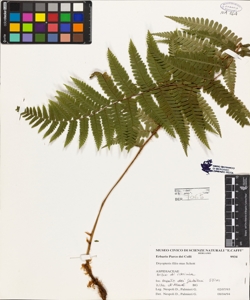 Dryopteris filix-mas (L.) Schott