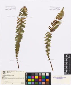Blechnum spicant (L.) Roth